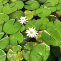 Waterlily400-Sealed-LSB-Seq.png